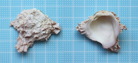 瀬長島＜シロザル・ヒメアサリ・ウラキツキガイ・ツキガイ