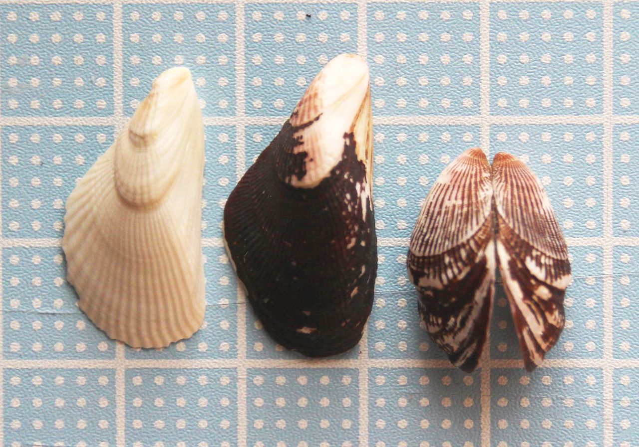 御宿海岸 シオフキガイ ヒメイガイ ミノクジャクガイ 貝がら拾ったら調べよう