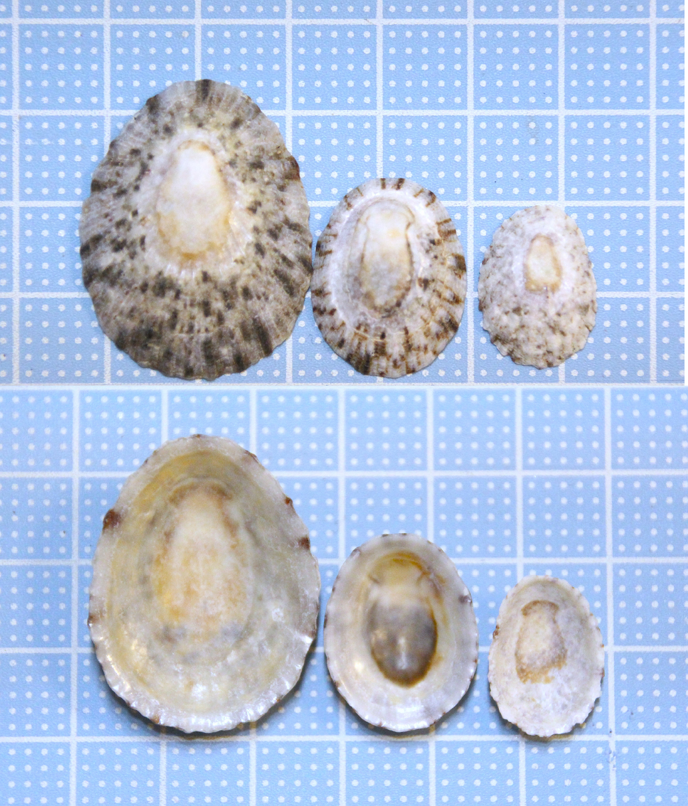 走水海岸1＜ヨメガカサ・カモガイ＞ : 貝がら拾ったら調べよう♪