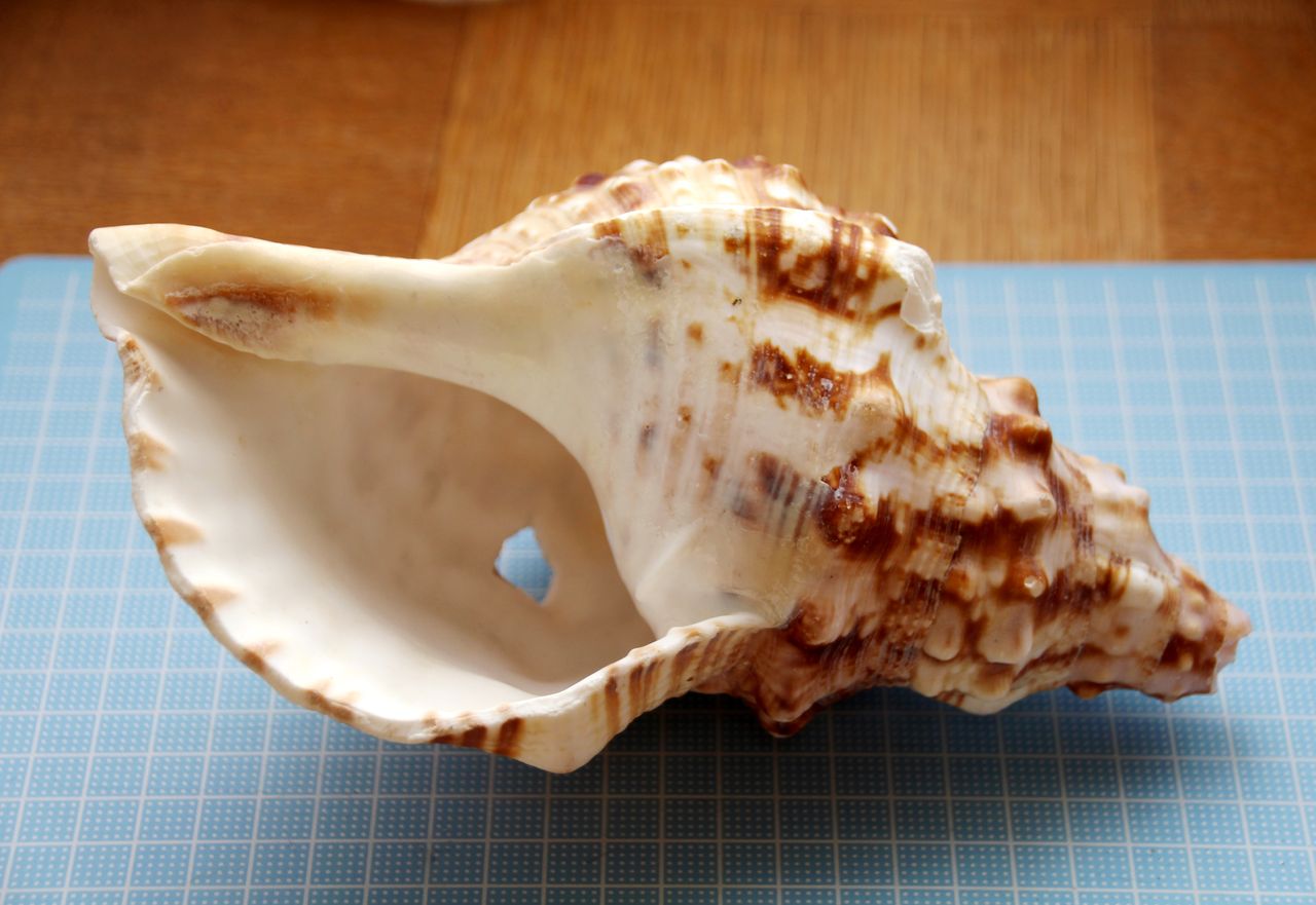 津久井浜海岸１ テングニシ テングガイ ボウシュウボラ 貝がら拾ったら調べよう