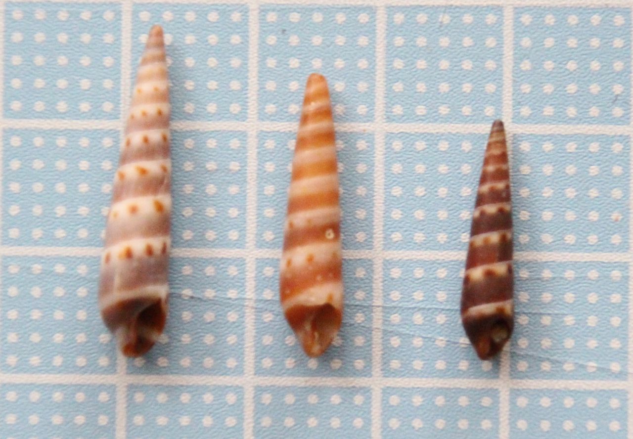 和田長浜海岸1 カニモリガイ 三浦 シチクガイ 貝がら拾ったら調べよう 和田長浜海岸1 カニモリガイ 三浦 シチクガイ 貝がら拾ったら調べよう