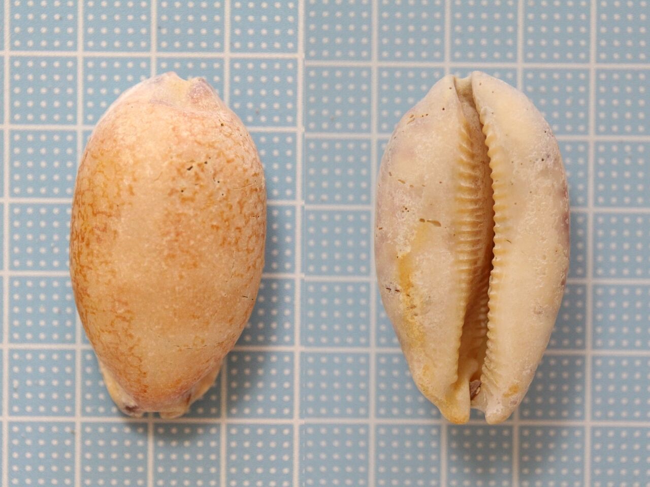 隣のビーチ５ ヤクシマダカラ 貝がら拾ったら調べよう
