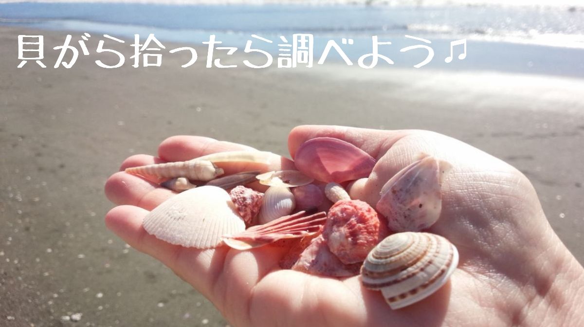 貝殻(沖縄の青い海の宝)ホラ貝　蓋付 貝殻(沖縄の青い海の宝)ホラ貝 蓋付
