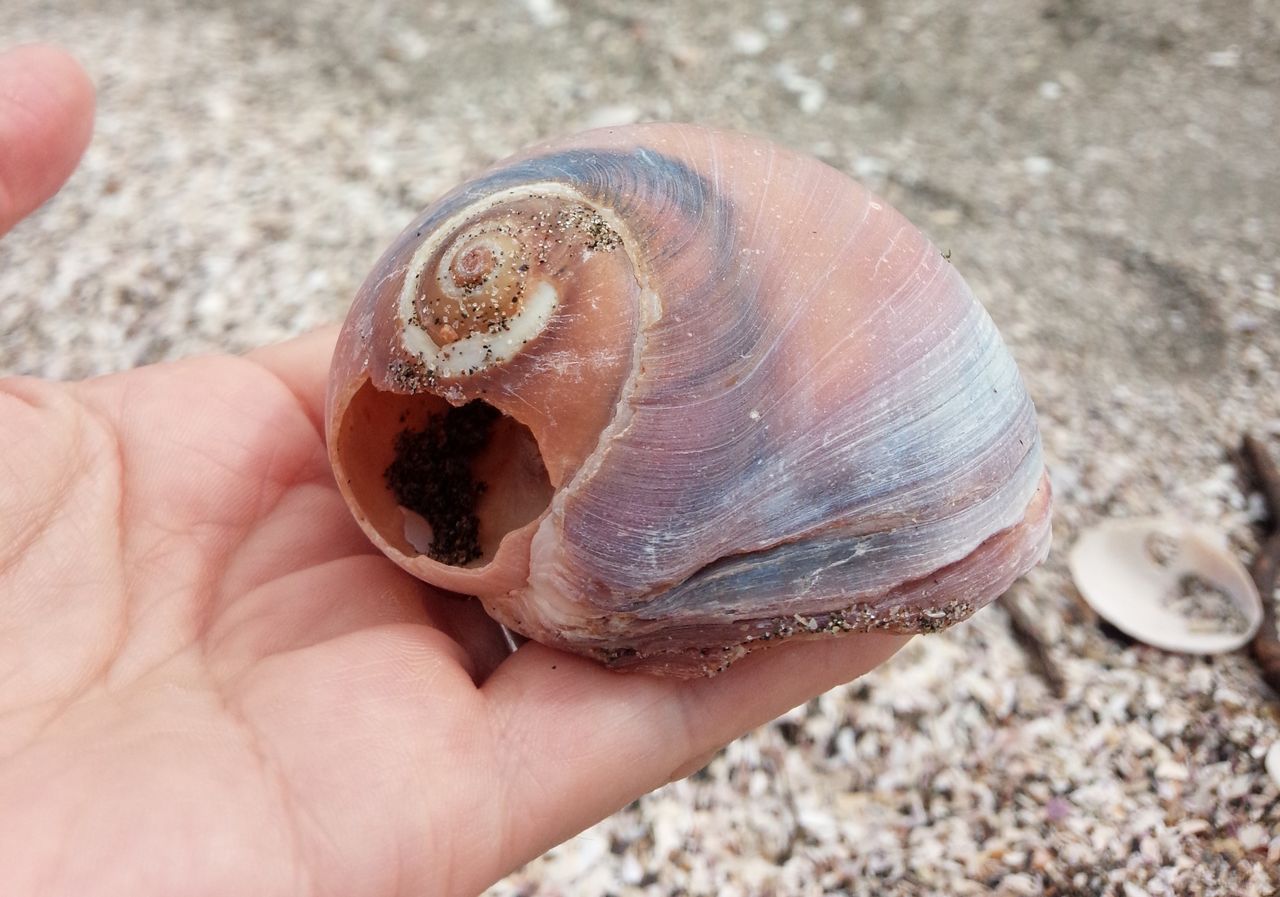 貝がら拾ったら調べよう♪ 富津海岸1<ツメタガイ・アカニシ> コメント 私