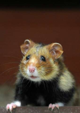 国際 トウモロコシだけを食べ続けたハムスターが発狂し 共食いが始まる 欧州 暇な人あつまれ