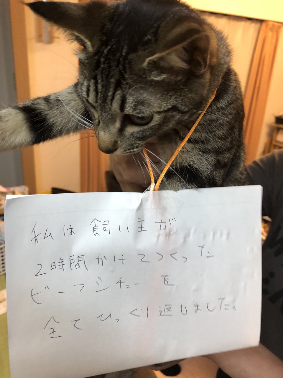 害獣 ビーフシチューをこぼす 大矢誠の世界ネコ歩き