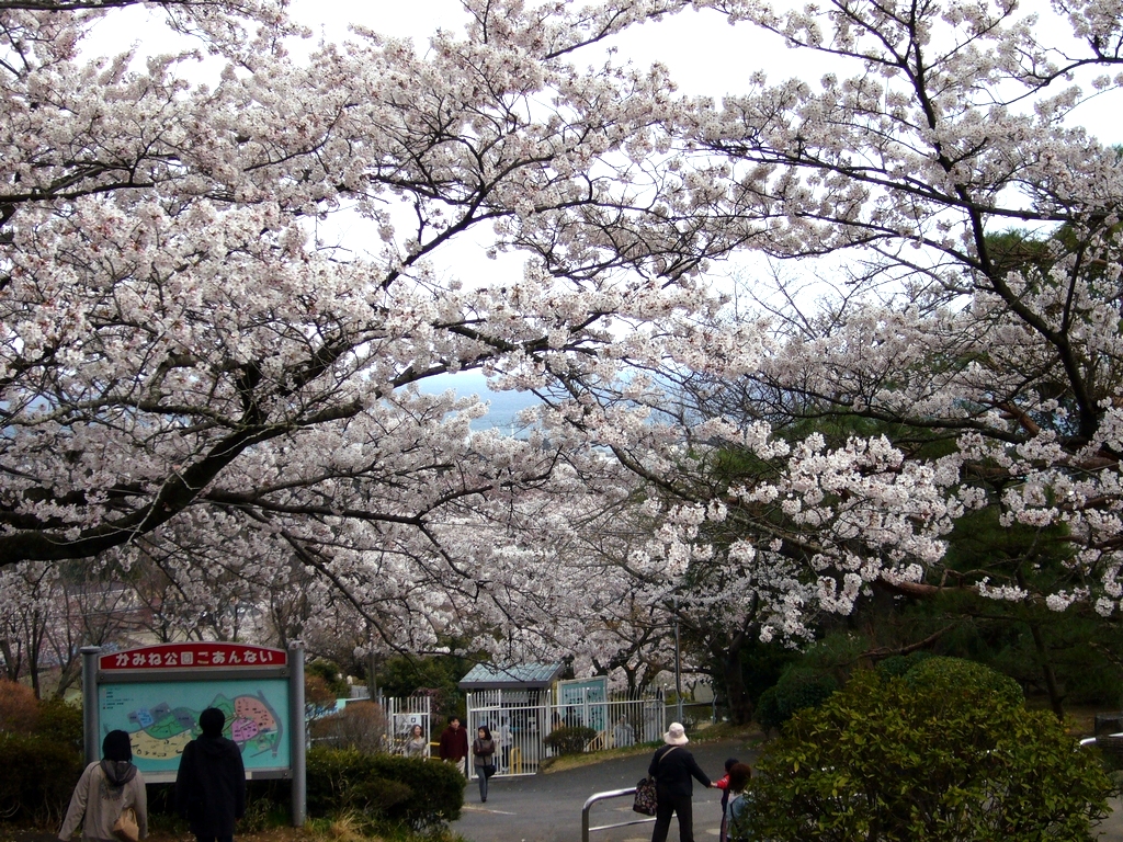 かみね公園の桜 Hr Hmでrc 清志郎なトコ