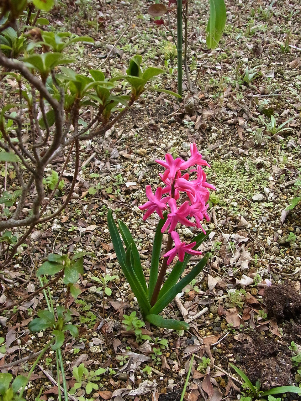 植えっぱなし かなうらへんろ 植えっぱなし かなうらへんろ