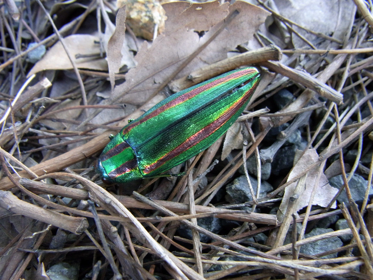 タマムシの死骸 美しいタマムシ（玉虫）の死骸を見つけました。 - 俵山本田農園
