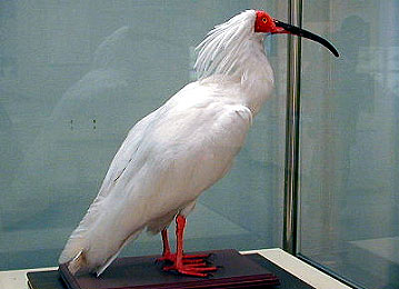 toki0001