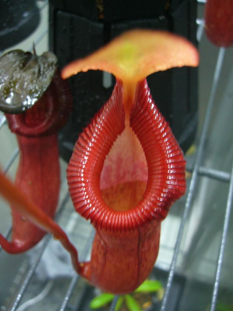食虫植物N.ventricosa x xTrusmadiensis｜観葉植物
