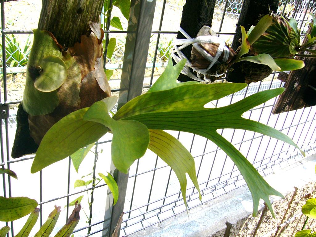 Platycerium★ケンイチ【大株】