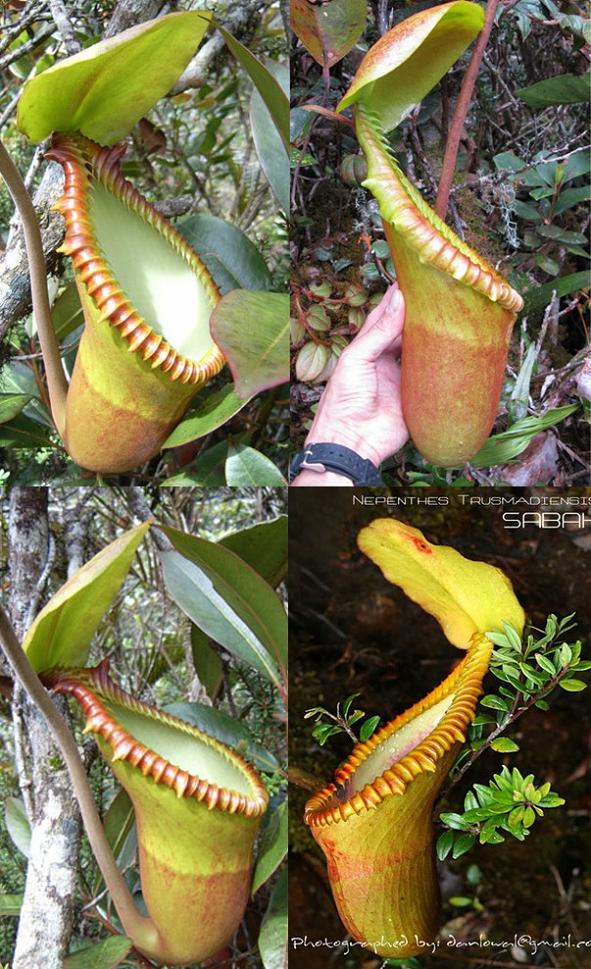 AW's N.macrophylla : fukuro