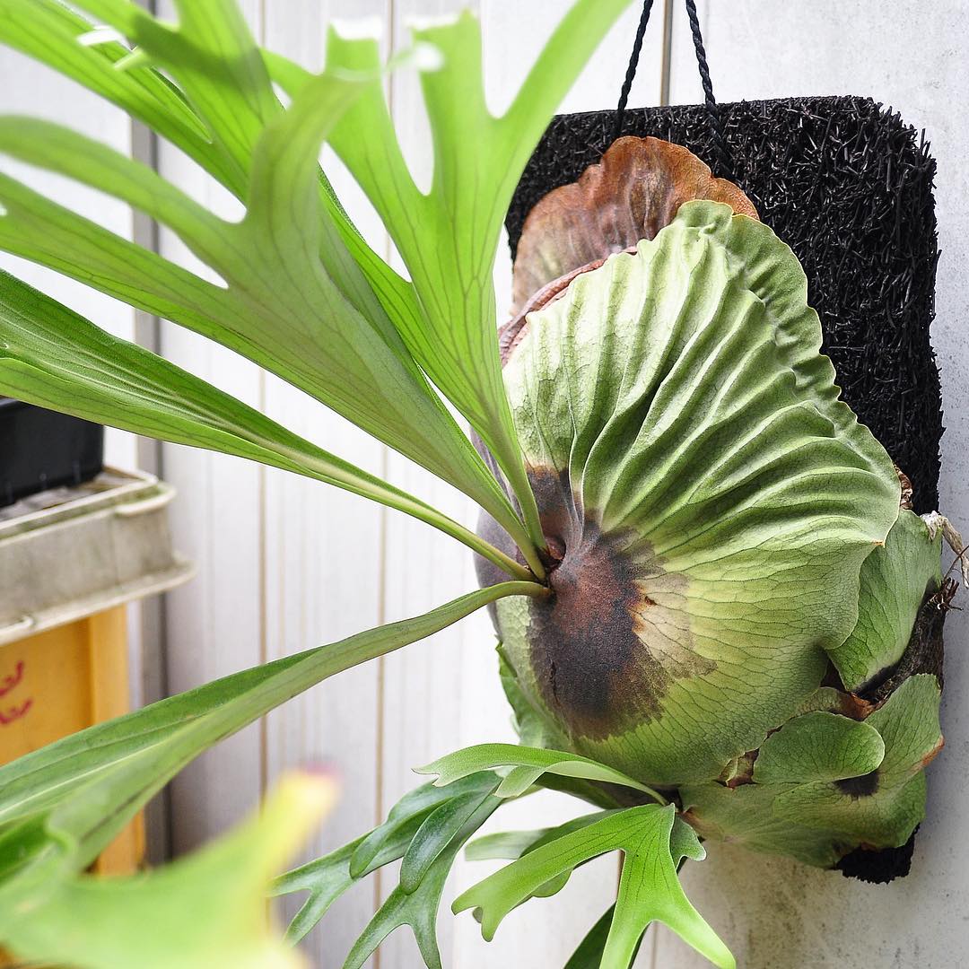 P.vassei ＃2. : fukuro