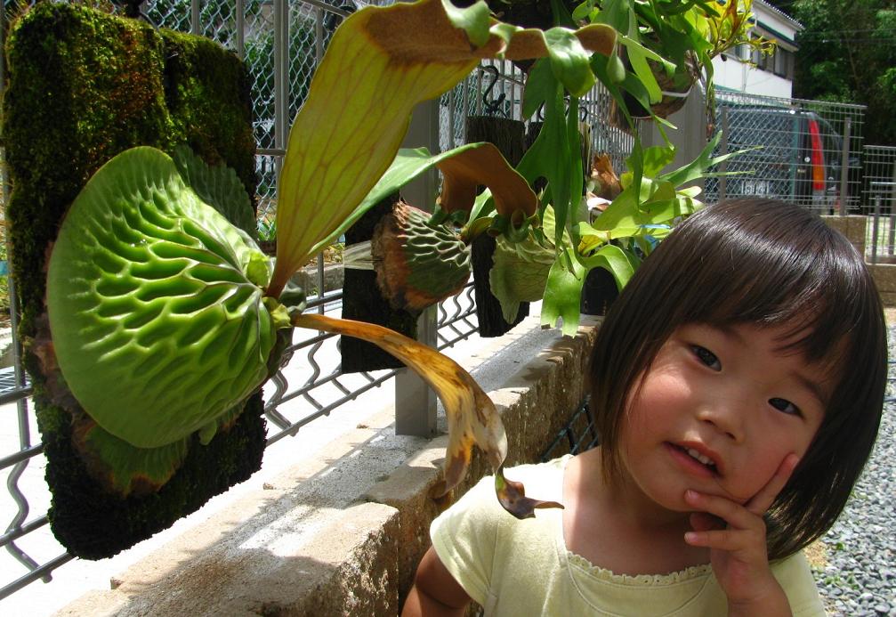 Platycerium★ケンイチ【大株】