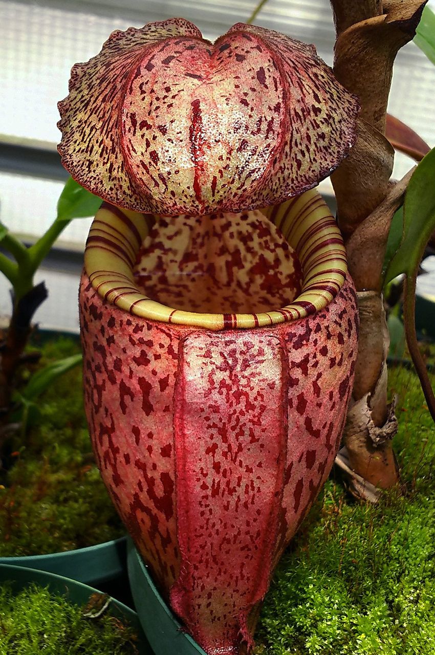 N.burbidgeae G.Tambuyukon ＃2. : fukuro
