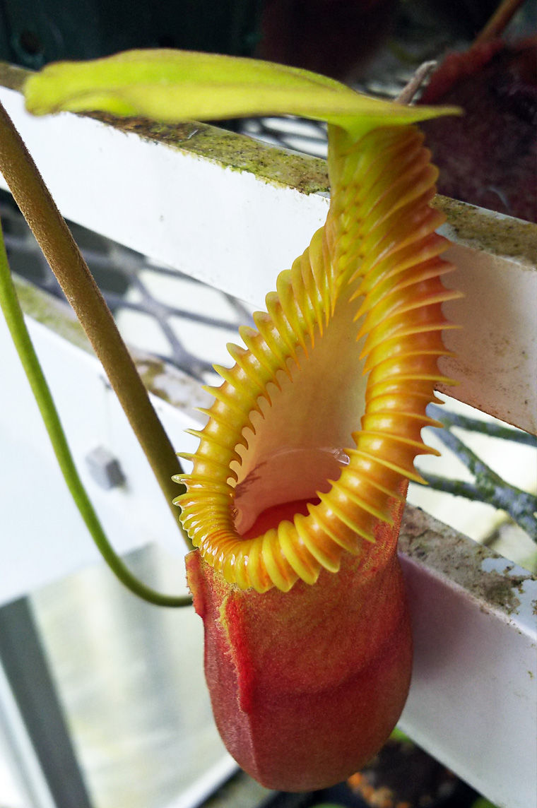 N.macrophylla ＃4. : fukuro