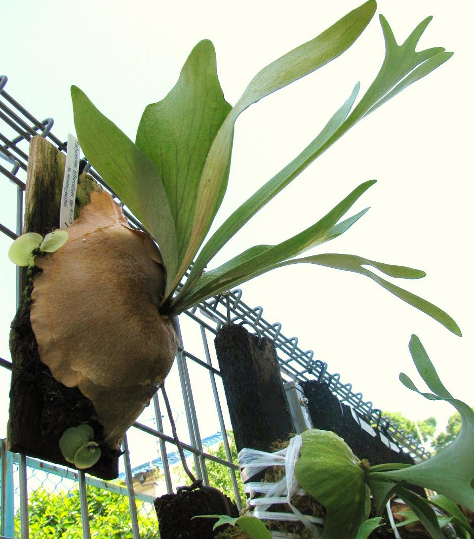 P.bifurcatum cv.ｹﾝｲﾁ : fukuro