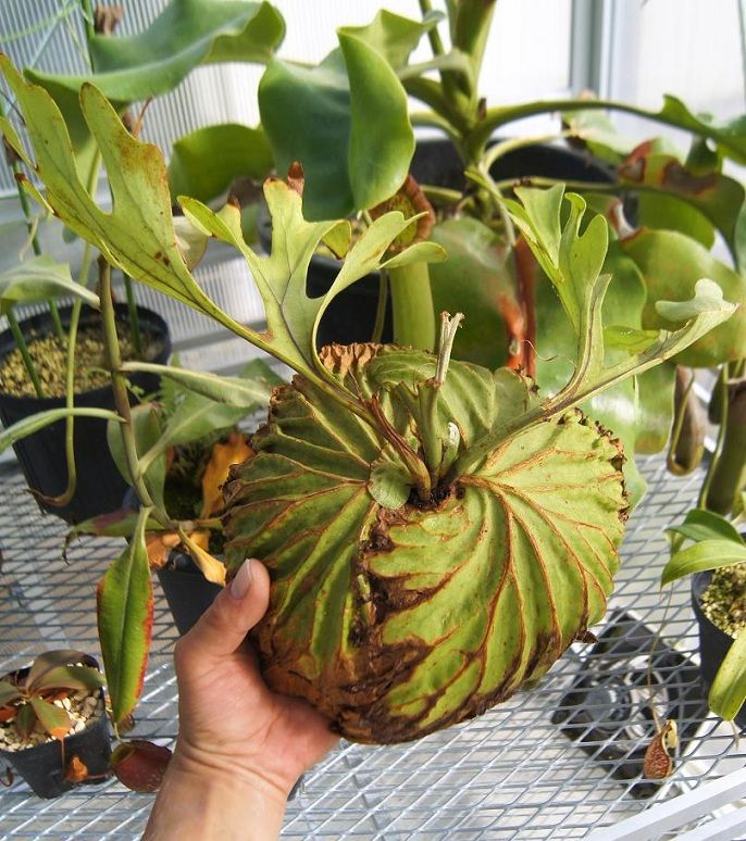 P.ridleyi / Myanmar : fukuro