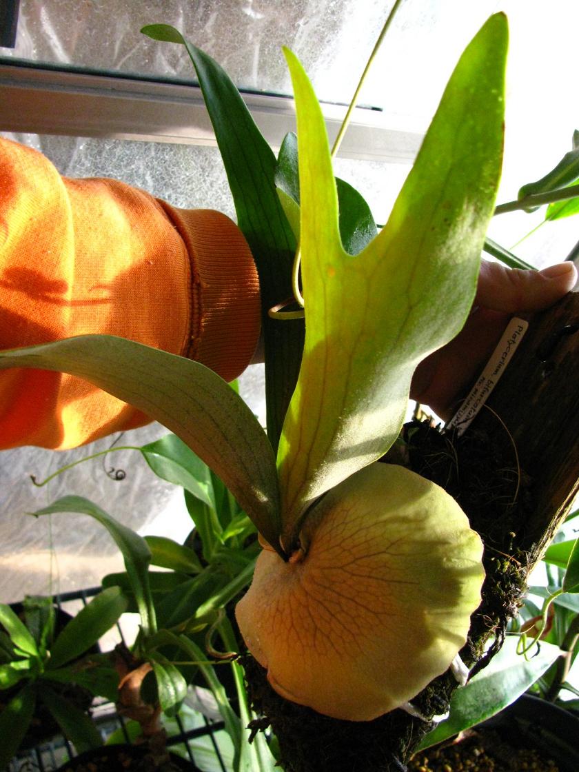 P.bifurcatum cv.ｹﾝｲﾁ : fukuro