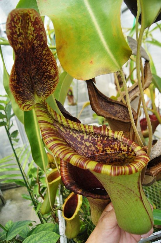 N . (truncata x peltata) x lowii 食虫植物 O120 1-4 N. (truncata x peltata) x lowii #NNN | Y's Exotics