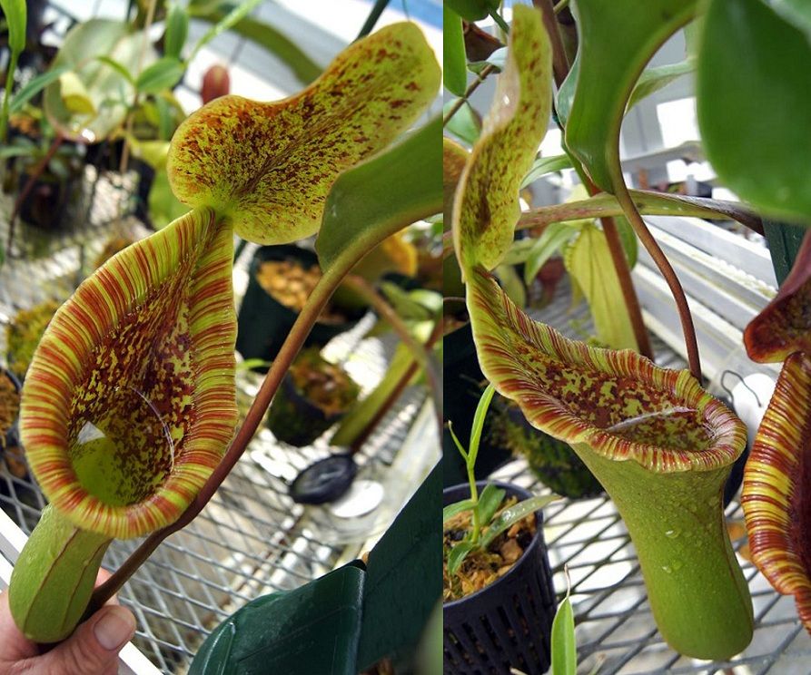 N . (truncata x peltata) x lowii 食虫植物 N . (truncata x peltata) x lowii 食虫植物