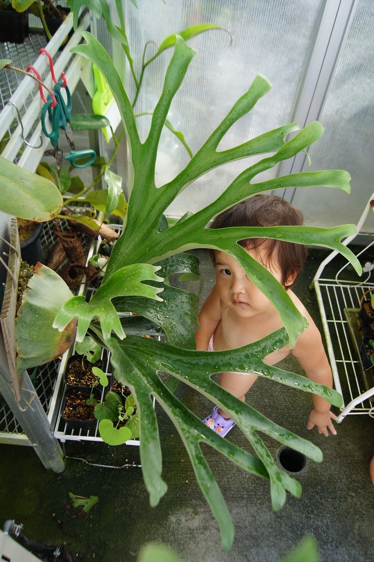 P.vassei ＃2. : fukuro