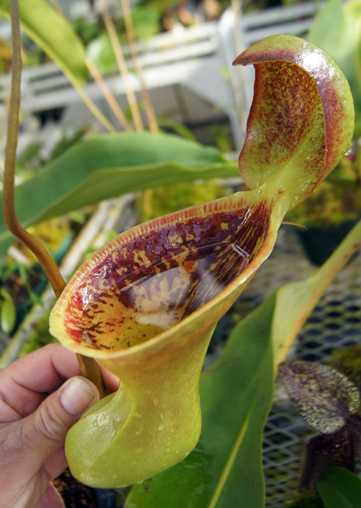 食虫植物N. lowii Kinabalu (ネペンテス　ローウィ) Nepenthes lowii