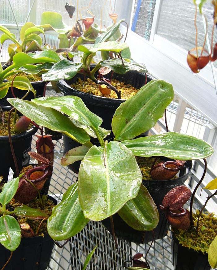 N.rajah ＃5. : fukuro