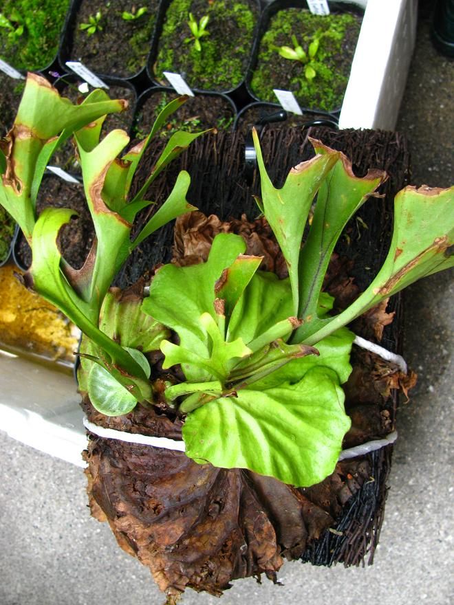 P.ridleyi wild from Myanmar①　@bikamori.com ビカクシダ　リドレイ _リドレイ ワイルド ◇ ビカクシダ 化け物級サイズ リドレイ