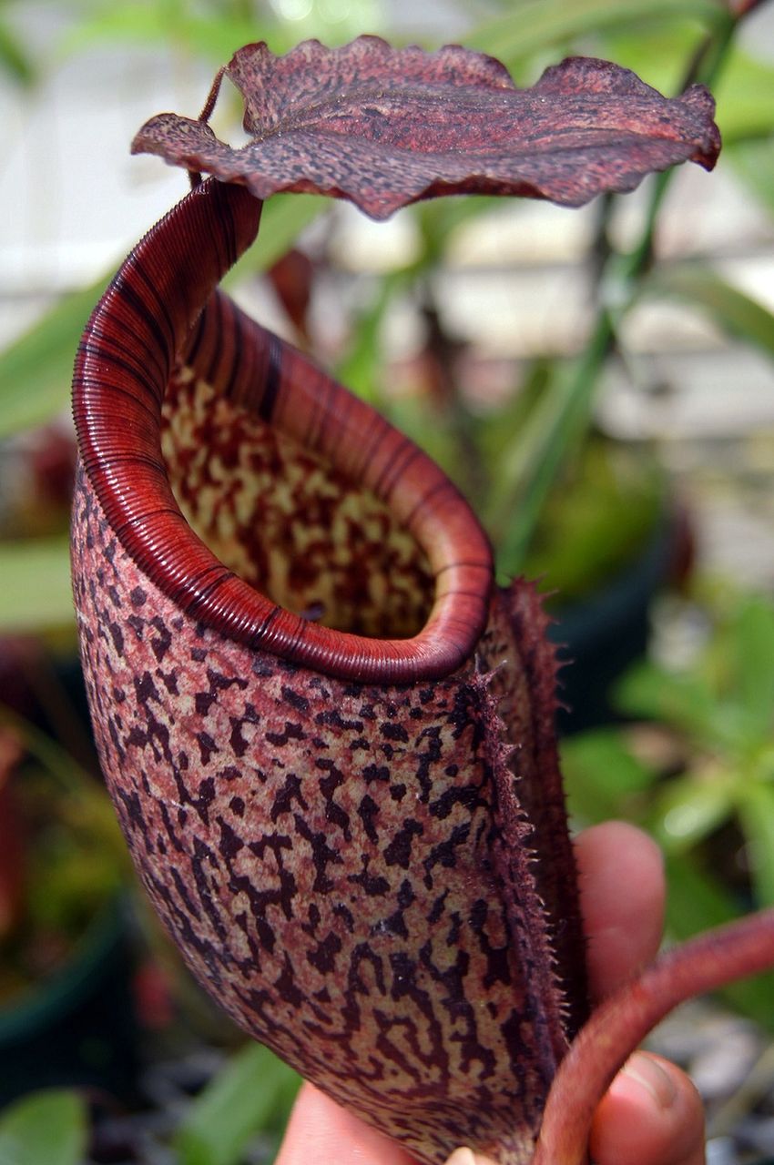 食虫植物ネペンテス N.tenuis AW アダルトからの挿し木苗 食虫植物ネペンテス N.tenuis AW アダルトからの挿し木苗