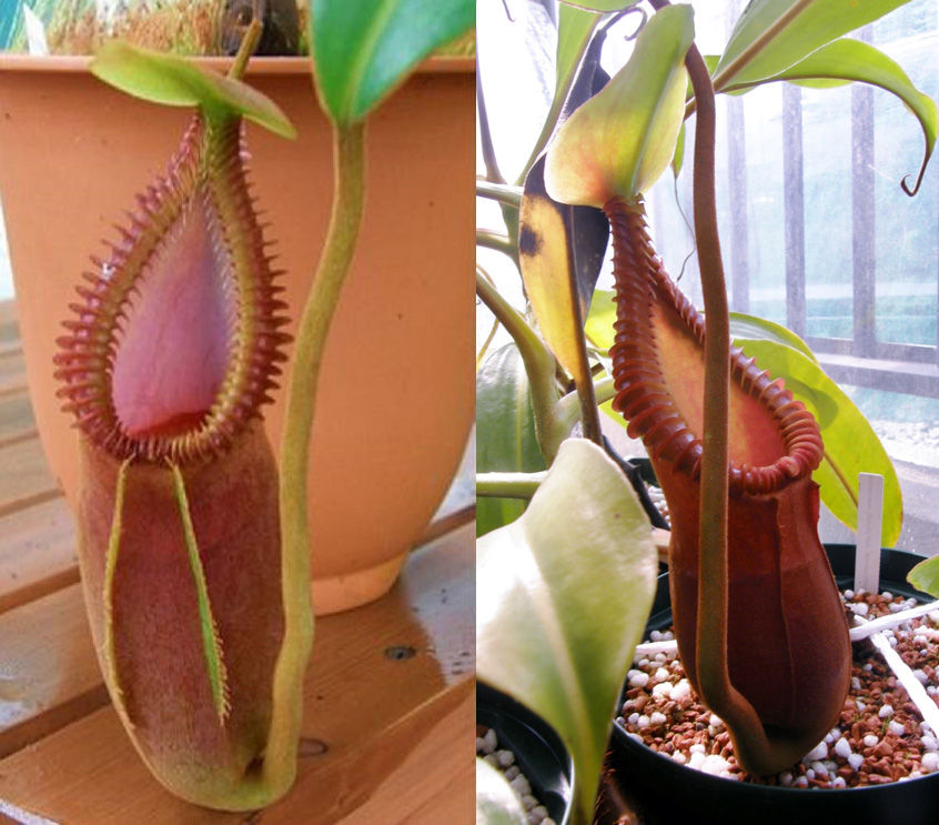 N.macrophylla - Thomas Alt : fukuro