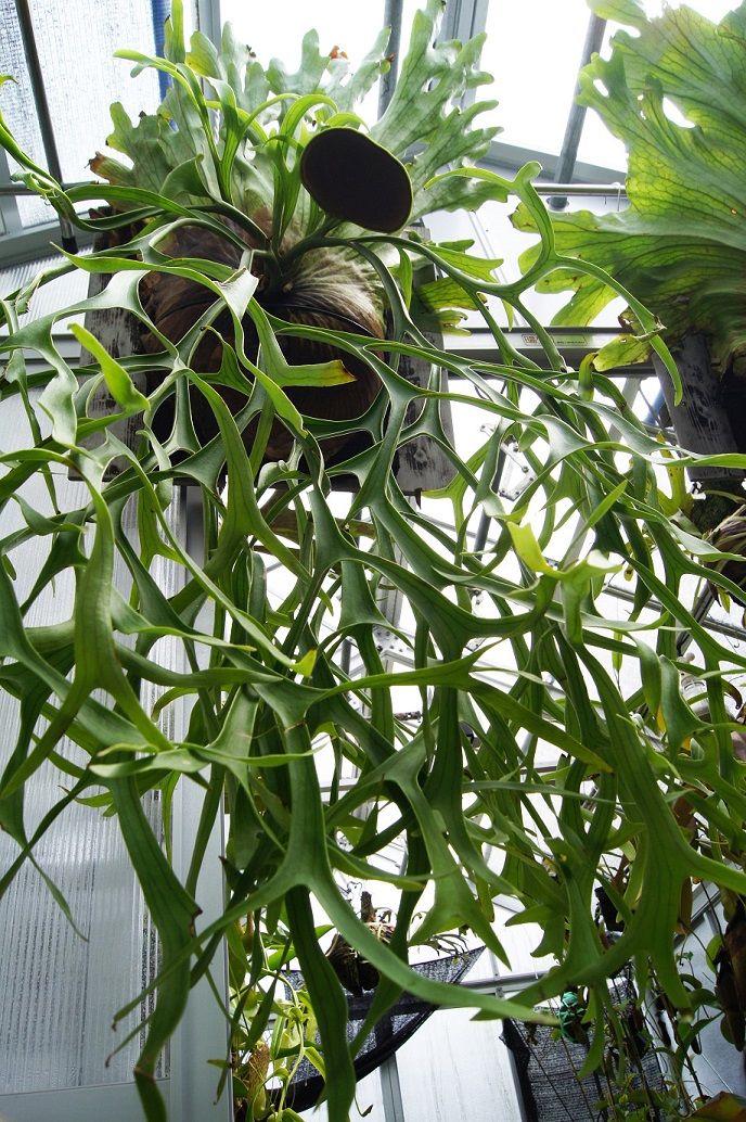 激安アウトレット!】 P.coronarium Thin frond 子株つき @bikamori.com