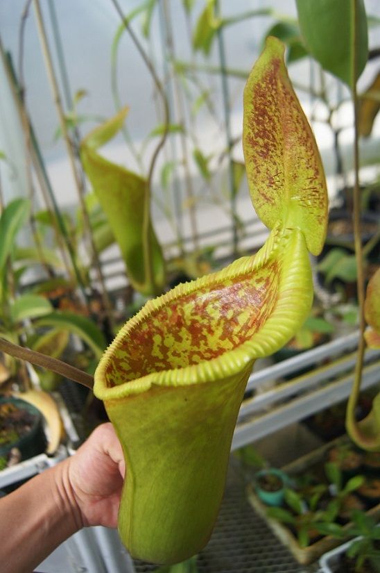 N.x trusmadiensis - BE clone2 : fukuro