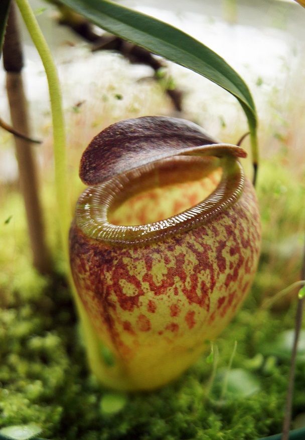 食虫植物N. tenuis BE (ネペンテステヌイス) 食虫植物N. tenuis BE (ネペンテステヌイス)