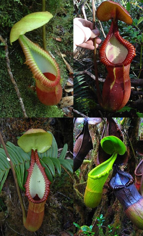 AW's N.macrophylla : fukuro