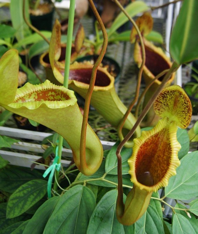 食虫植物N. xtrusmadensis AW clone:2 N.x trusmadiensis - BE clone2 : fukuro
