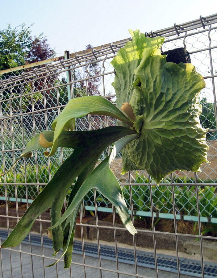 ビカクシダ P.Durval nunes ダーヴァルヌネス 板付け Durval Nunesダー