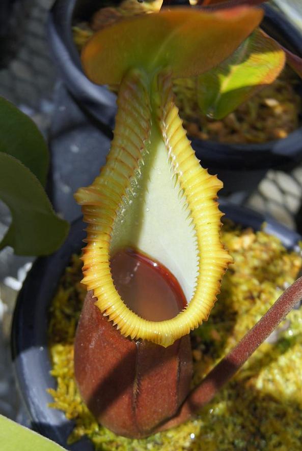 食虫植物N. xtrusmadensis AW clone:2 N.x trusmadiensis - BE clone2 : fukuro