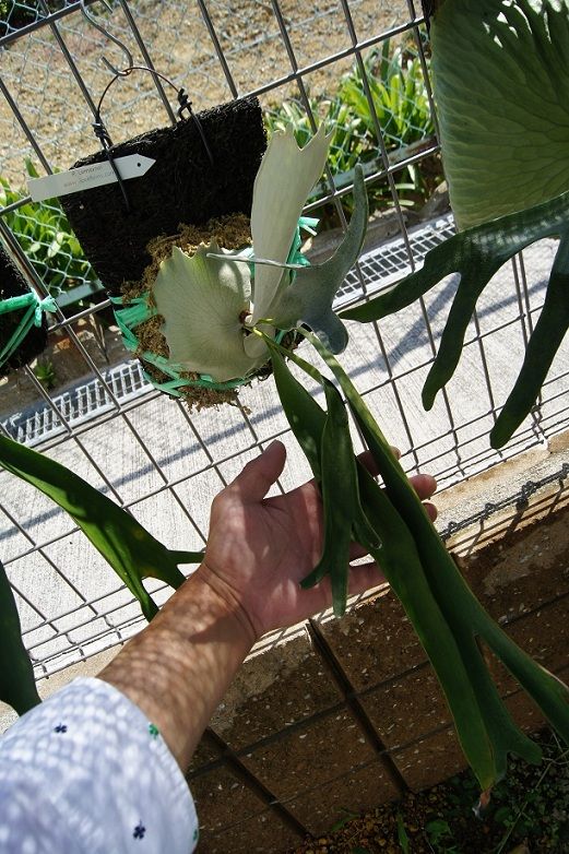 P.veitchii cv.Lemoinei : fukuro
