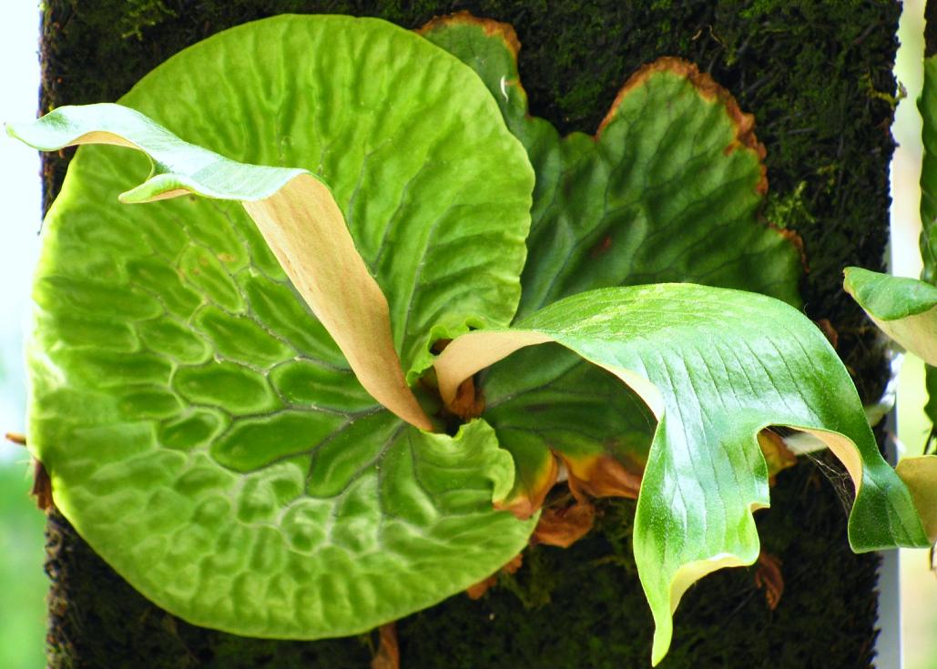 ビカクシダ スケキヨ 親株 P.Sukekiyo 【公式通販】