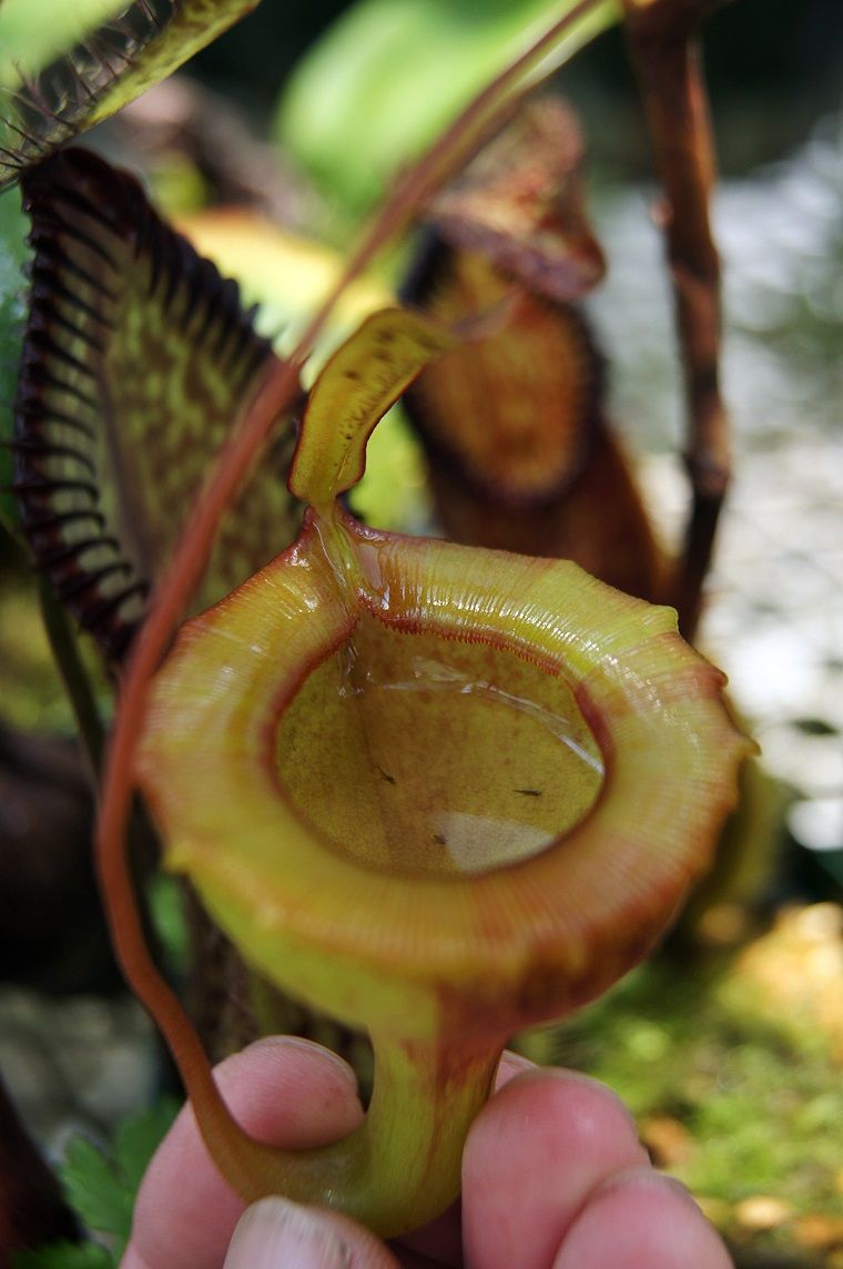 N.jamban seedling : fukuro
