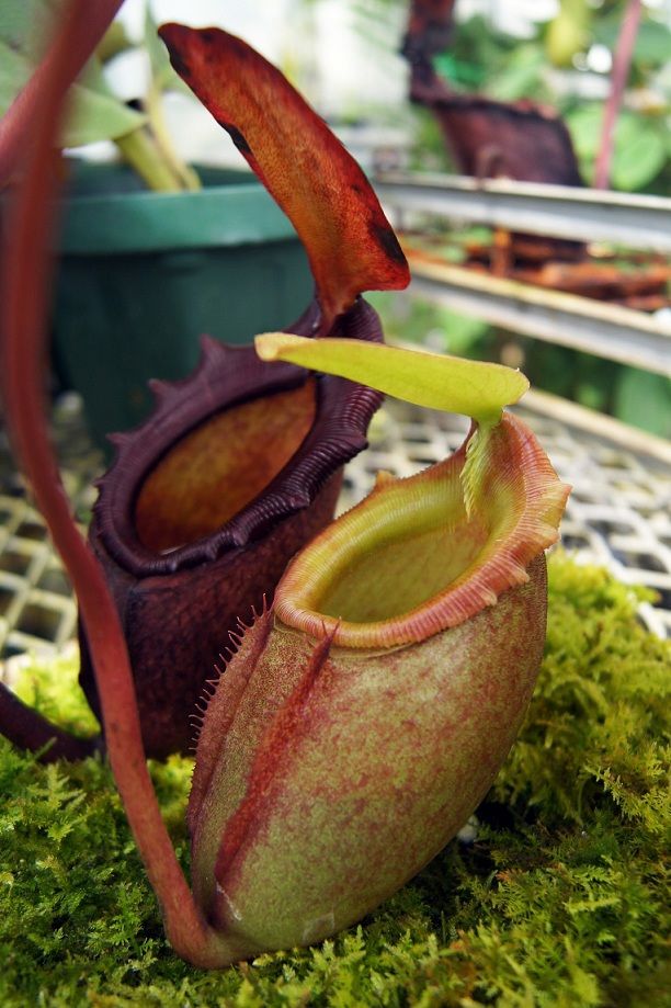 N.x kinabaluensis G.Tambuyukon ＃3. : fukuro