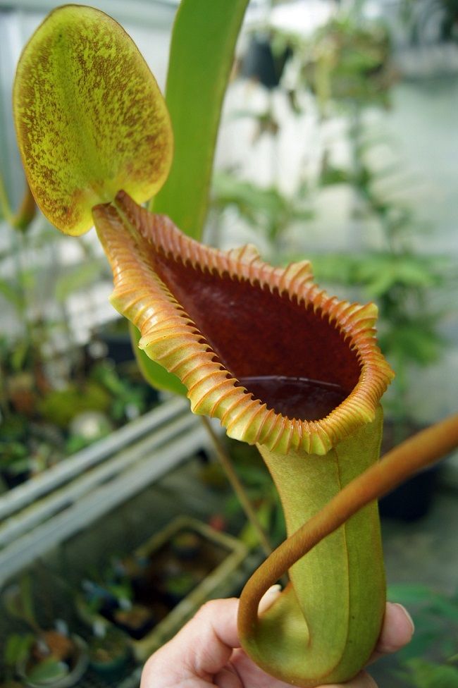 N.x trusmadiensis - BE clone2 : fukuro