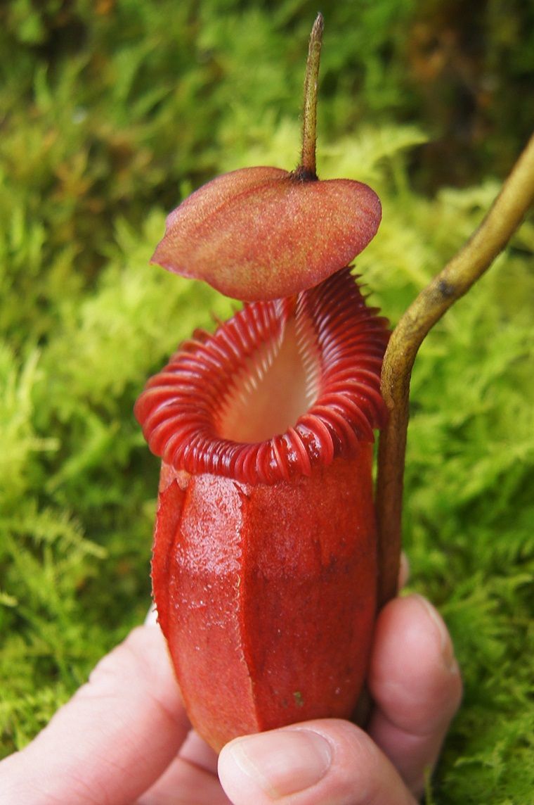食虫植物N. villosa Kinabalu WP (ネペンテス ビロサ) 食虫植物N
