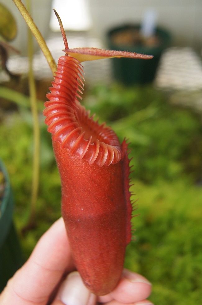 N.x harryana G.Tambuyukon : fukuro