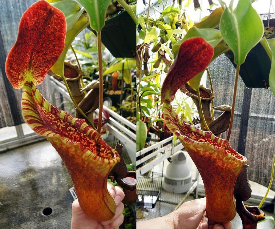 N . (truncata x peltata) x lowii 食虫植物 Yahoo!オークション - 食虫植物ネペンテス N/lowii x truncata