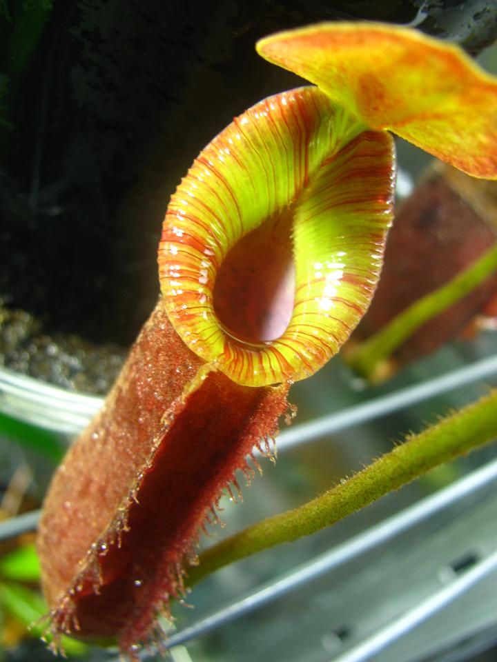 N.truncata x xtrusmadiensis : fukuro