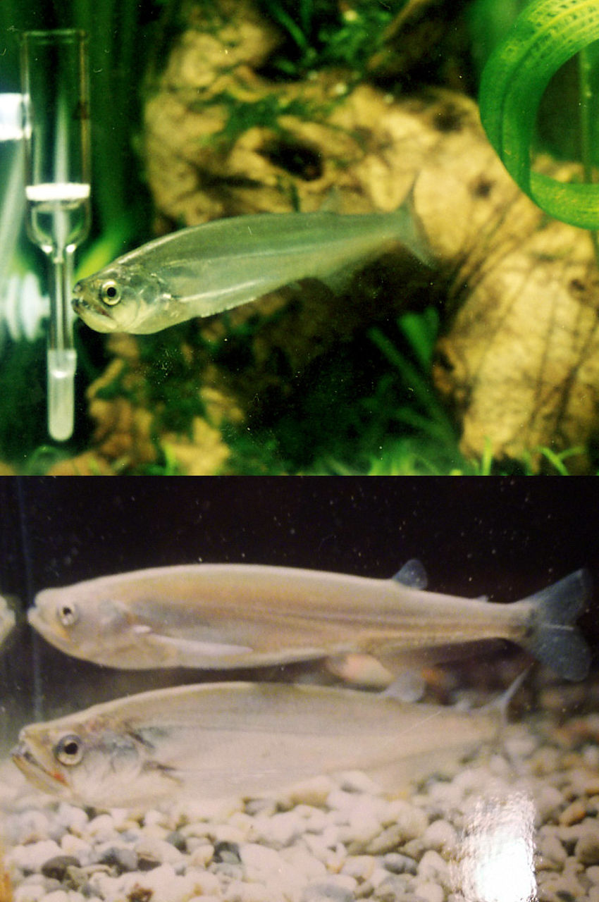 Payara 南米牙魚カショーロ Fukuro