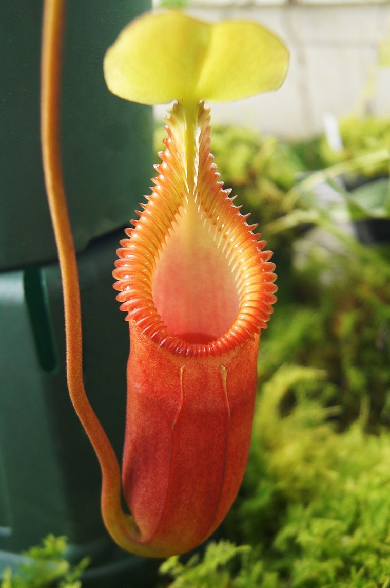 N.macrophylla ＃4. : fukuro
